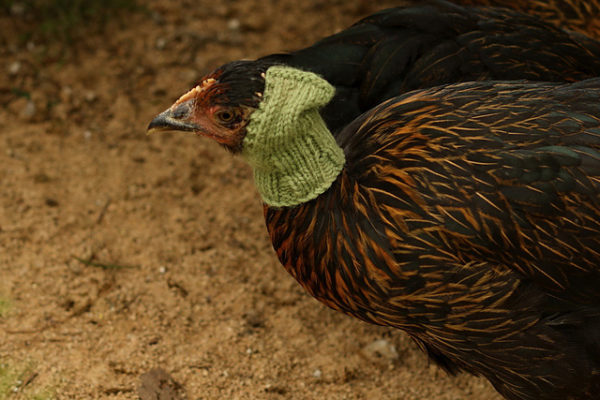 Henpecked Hood, chicken cowl knitting pattern by Ruth Nguyen