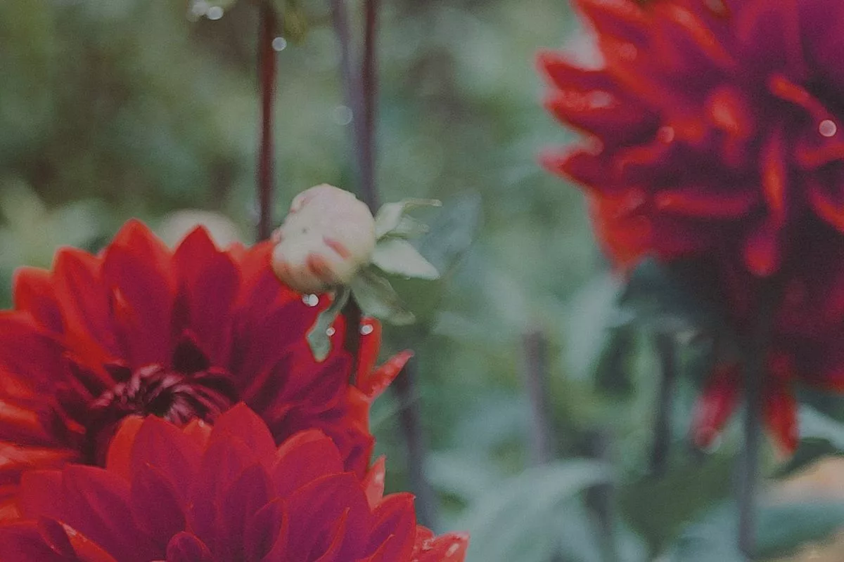 Autumn Dahlias SweetGeorgia 2022 Mystery Knit-along