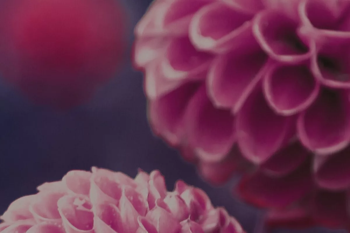 Autumn Dahlias SweetGeorgia 2022 Mystery Knit-along