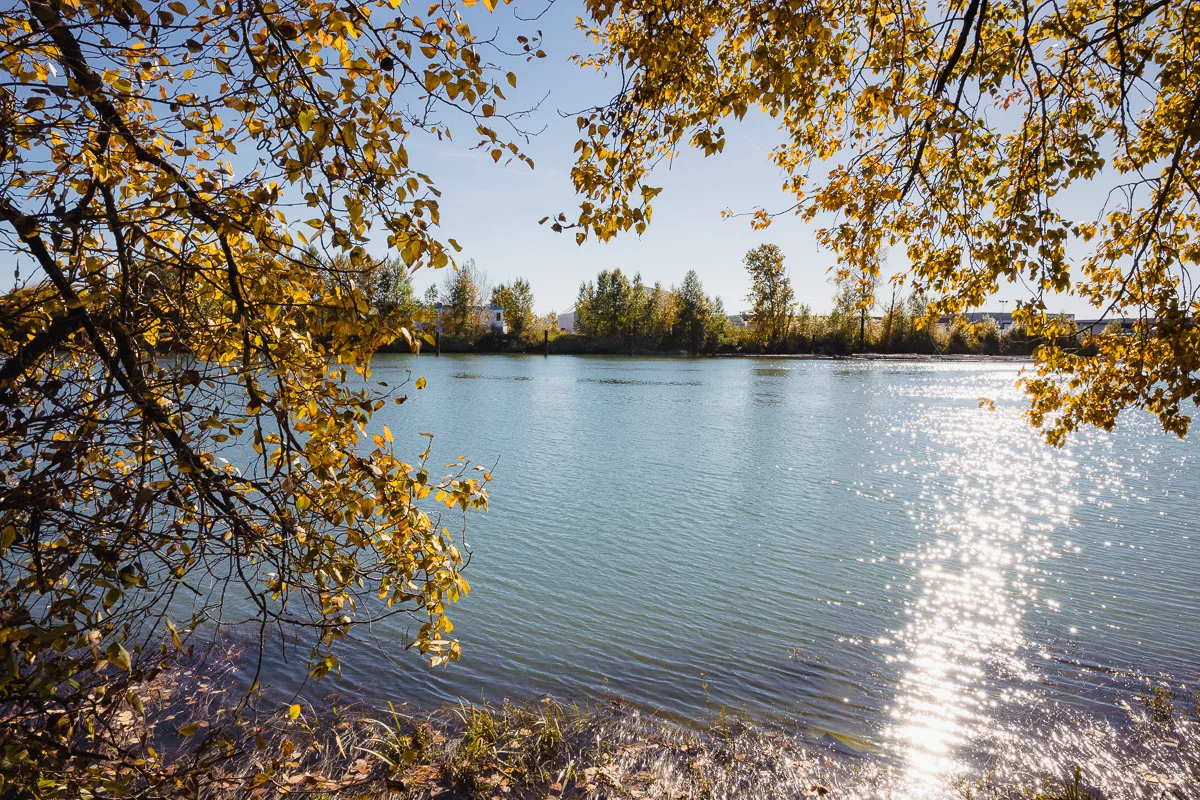 Studio view of the Fraser River