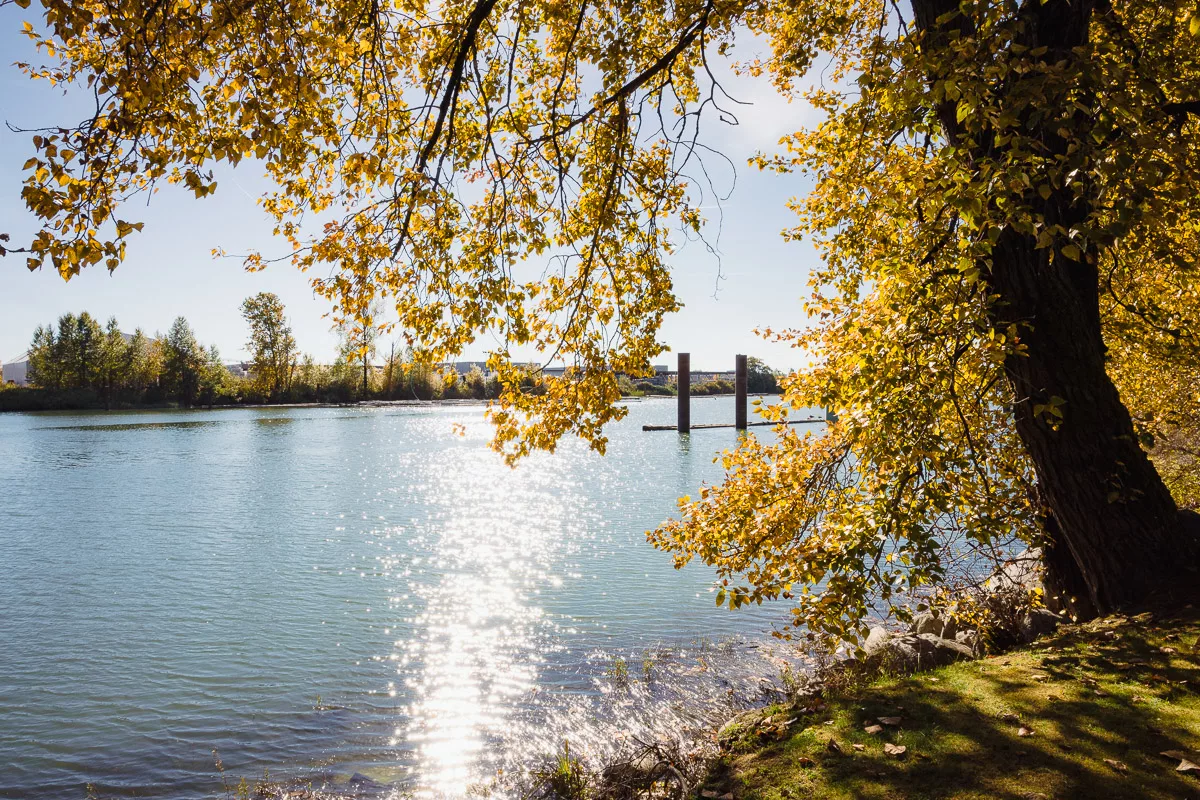Studio view of the Fraser River