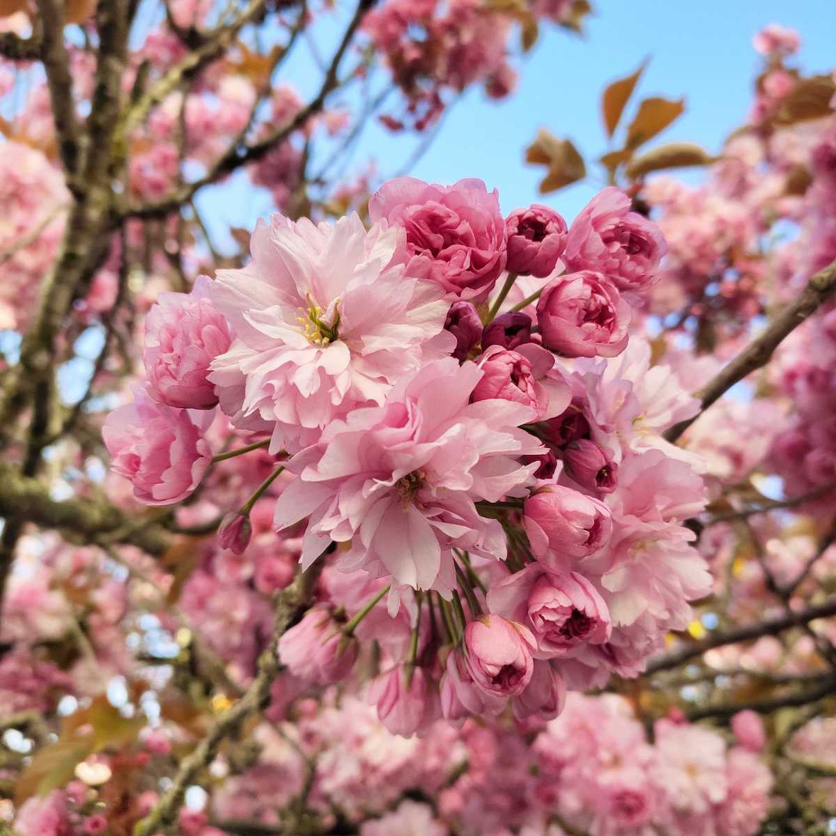 Cherry Blossom flowers at SweetGeorgia Rand Studio, photo by Charlotte Lee