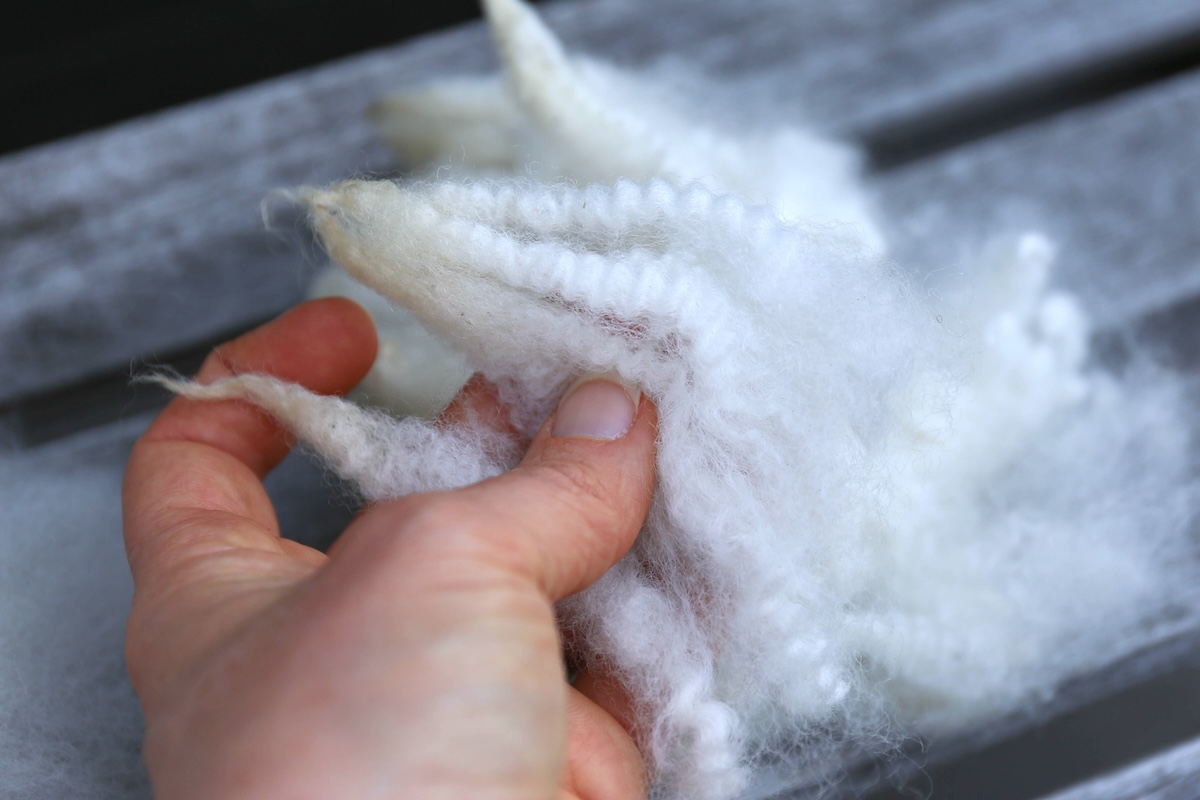 Dorset is a down breed, and the locks show off incredible crimp.