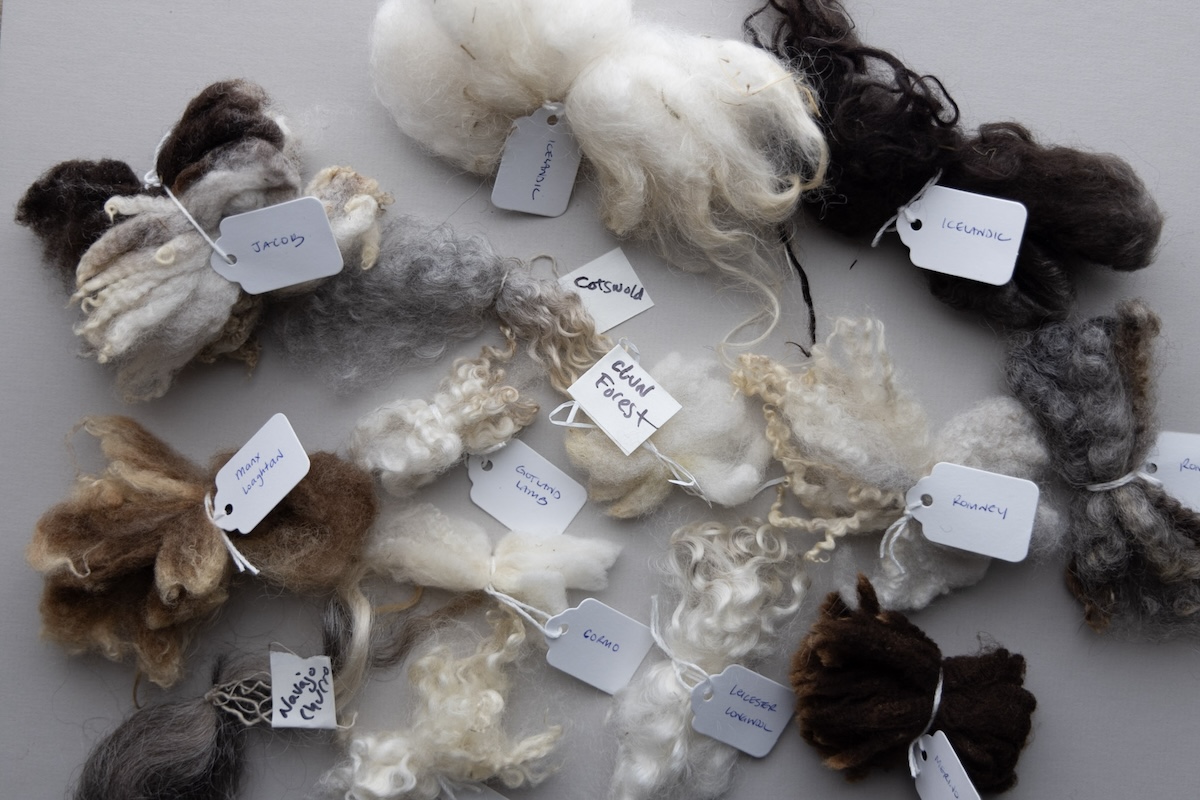 Multiple sheep breed locks for comparison.