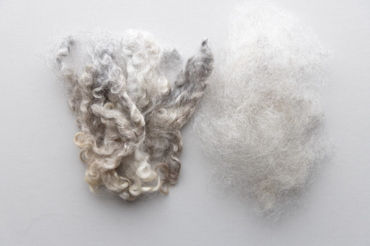 Cotswold Longwool locks are ready for combing.