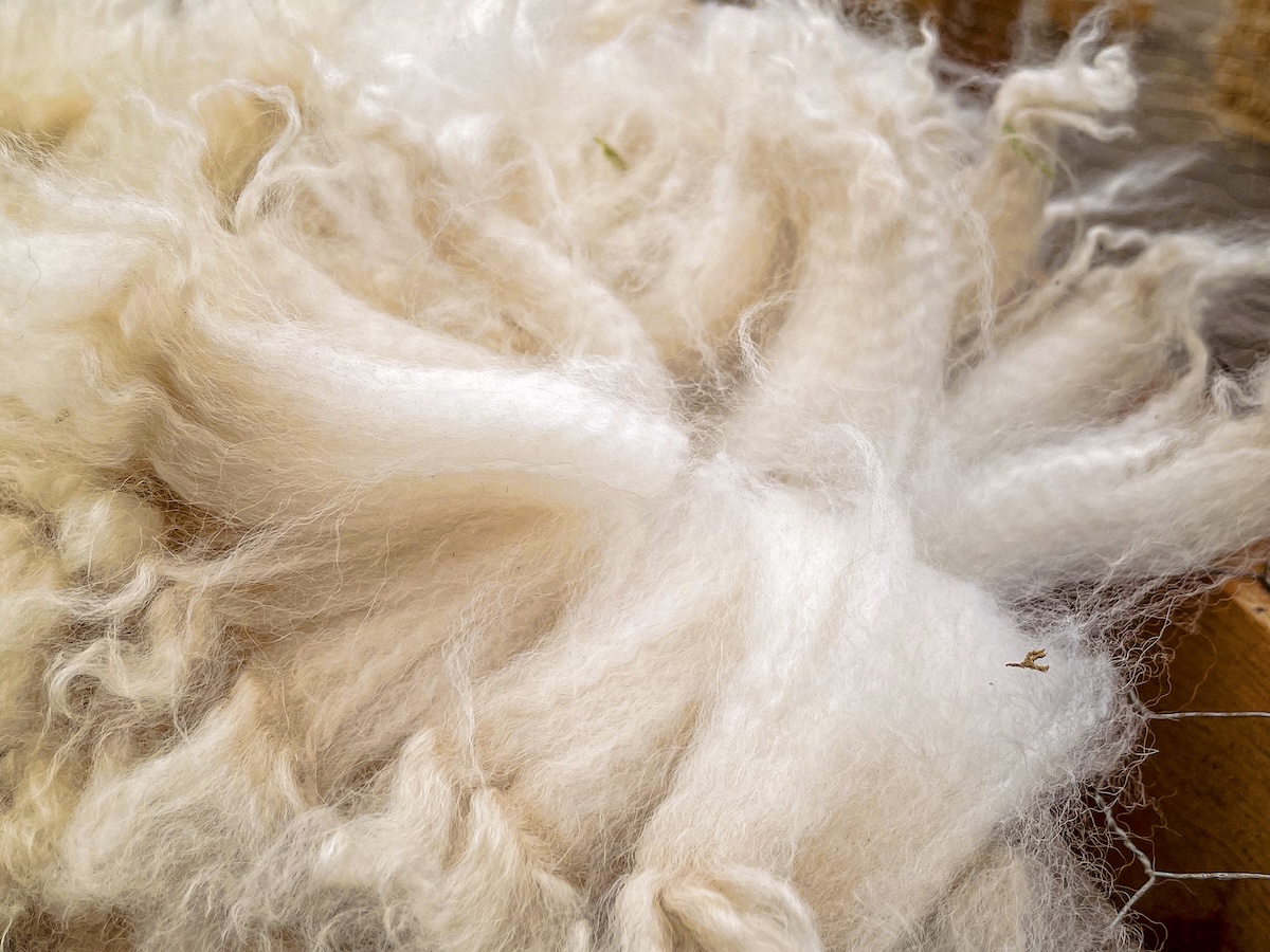Alpaca raw fibre