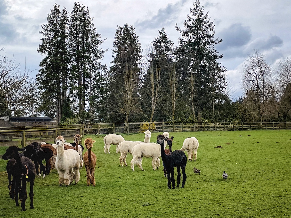 Alpaca farm