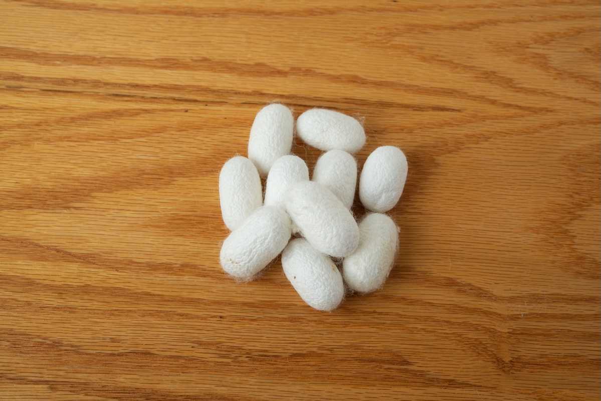Silk cocoons.