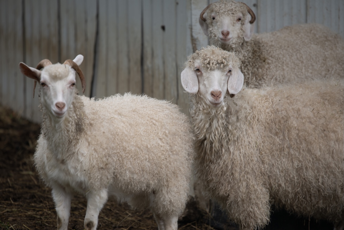 cashgora and angora goats