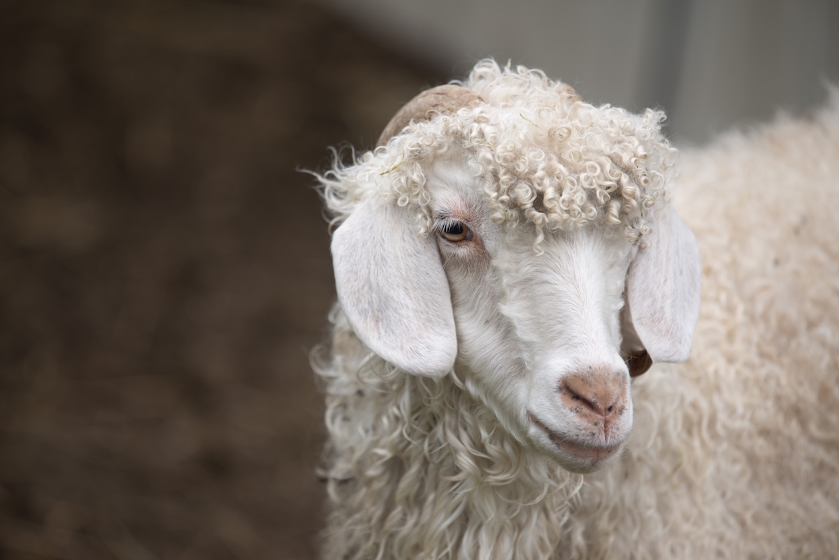 Angora goat 