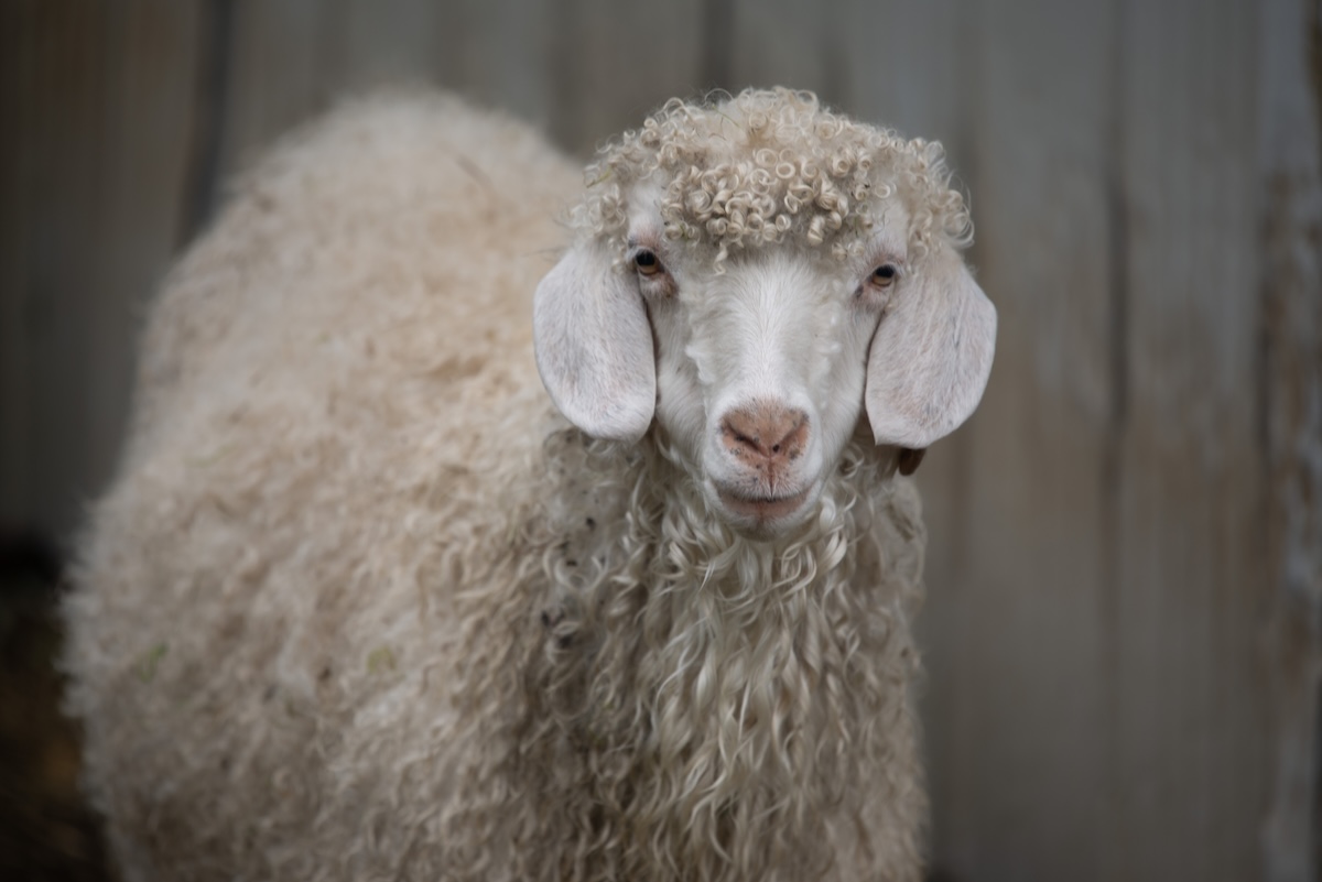 Adult angora goat.