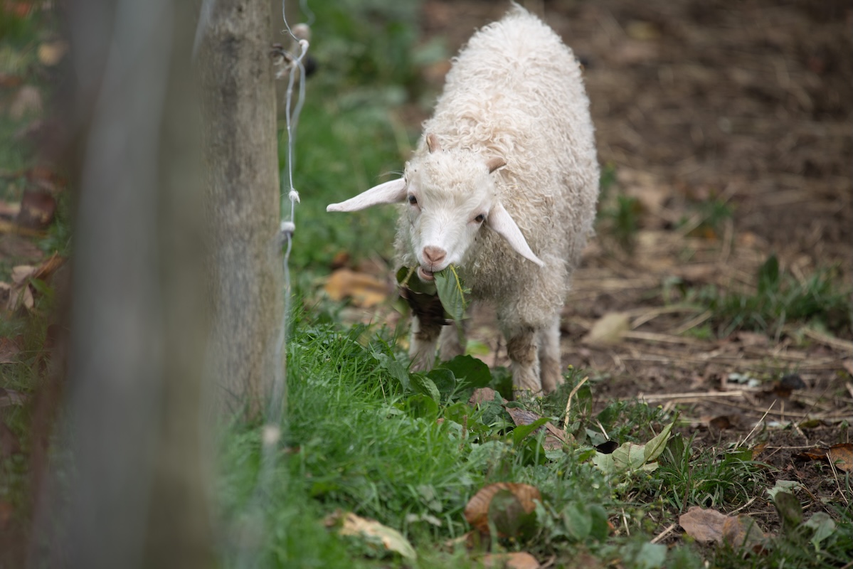 Young angora goat.