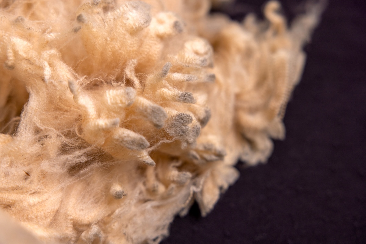 Kim's raw Polwarth fleece