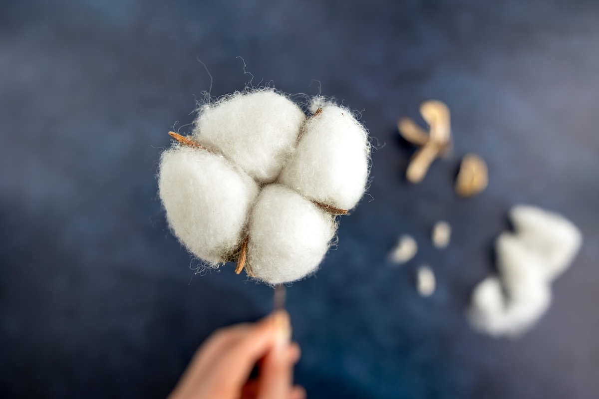 Cotton boll